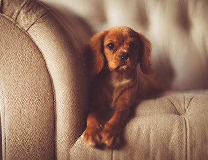 How to Buy Pet-Friendly Furniture