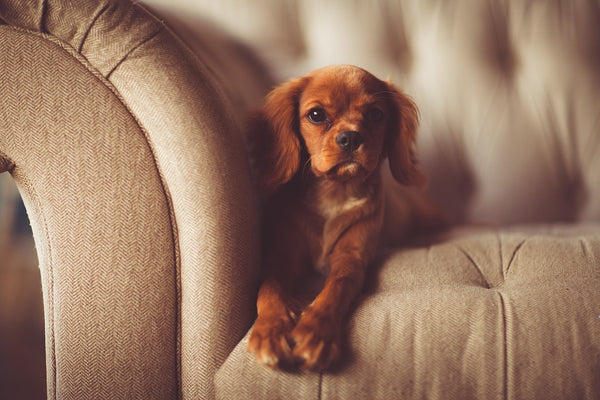 How to Buy Pet-Friendly Furniture