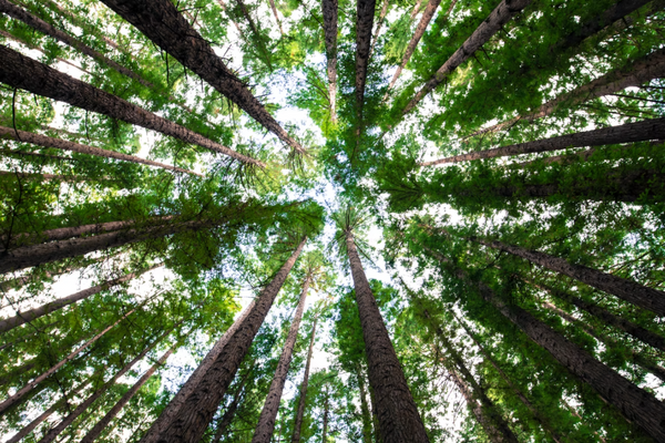 One Tree For Every Purchase